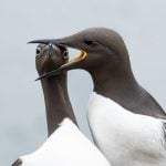 The Comedy Wildlife Photography Awards 2025 finalists