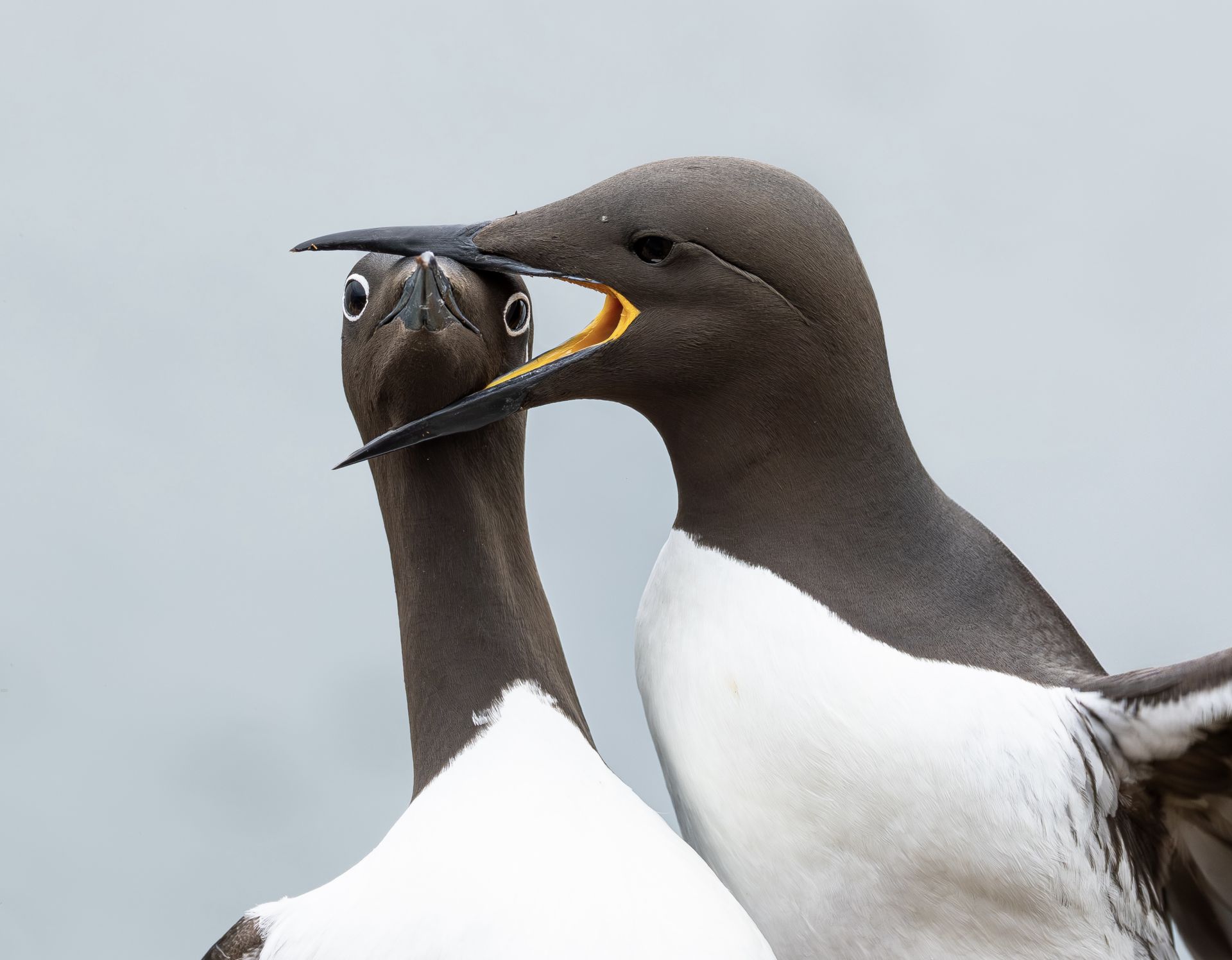 The Comedy Wildlife Photography Awards 2025 finalists