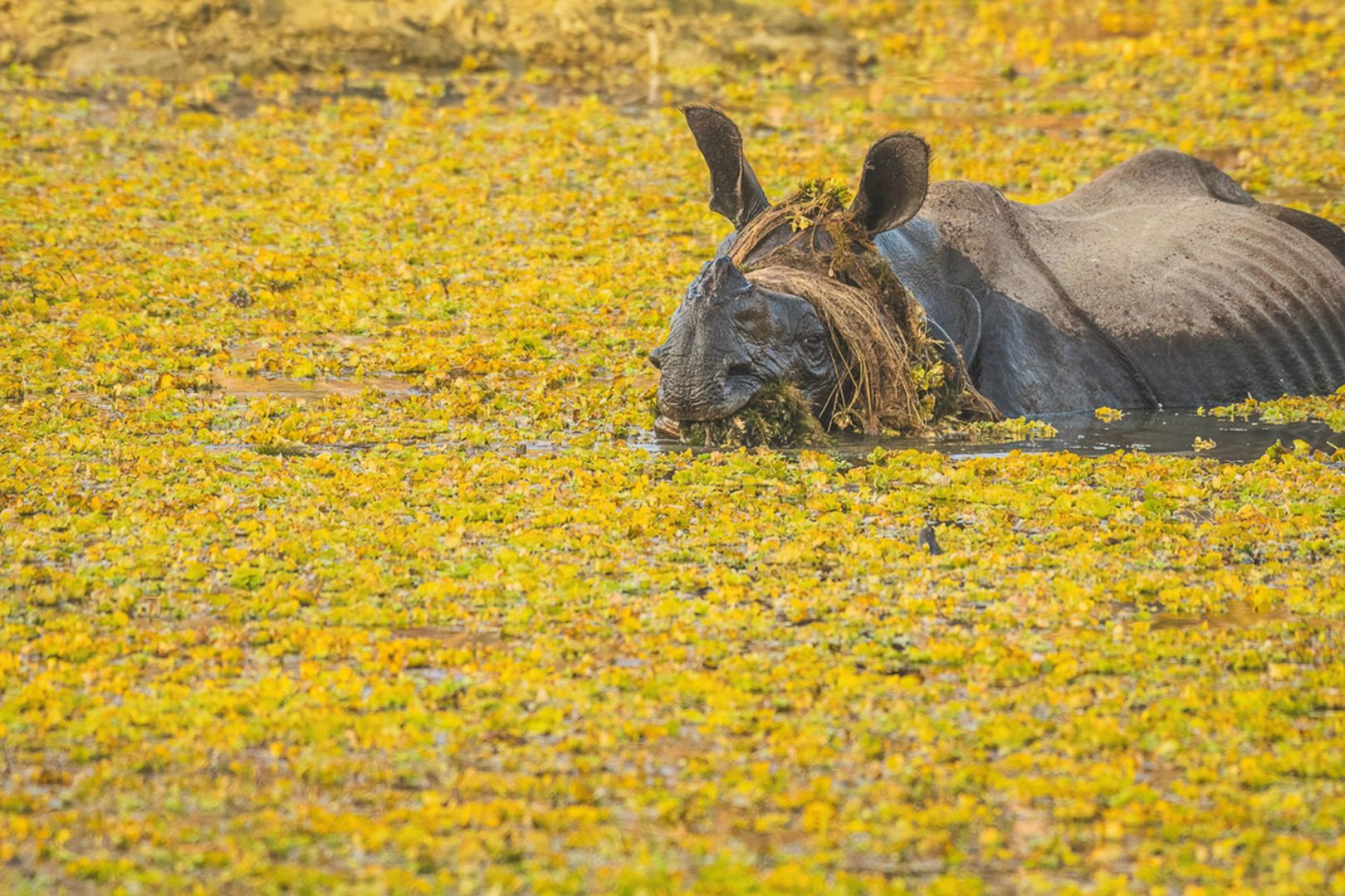 The Comedy Wildlife Photography Awards 2025 finalists