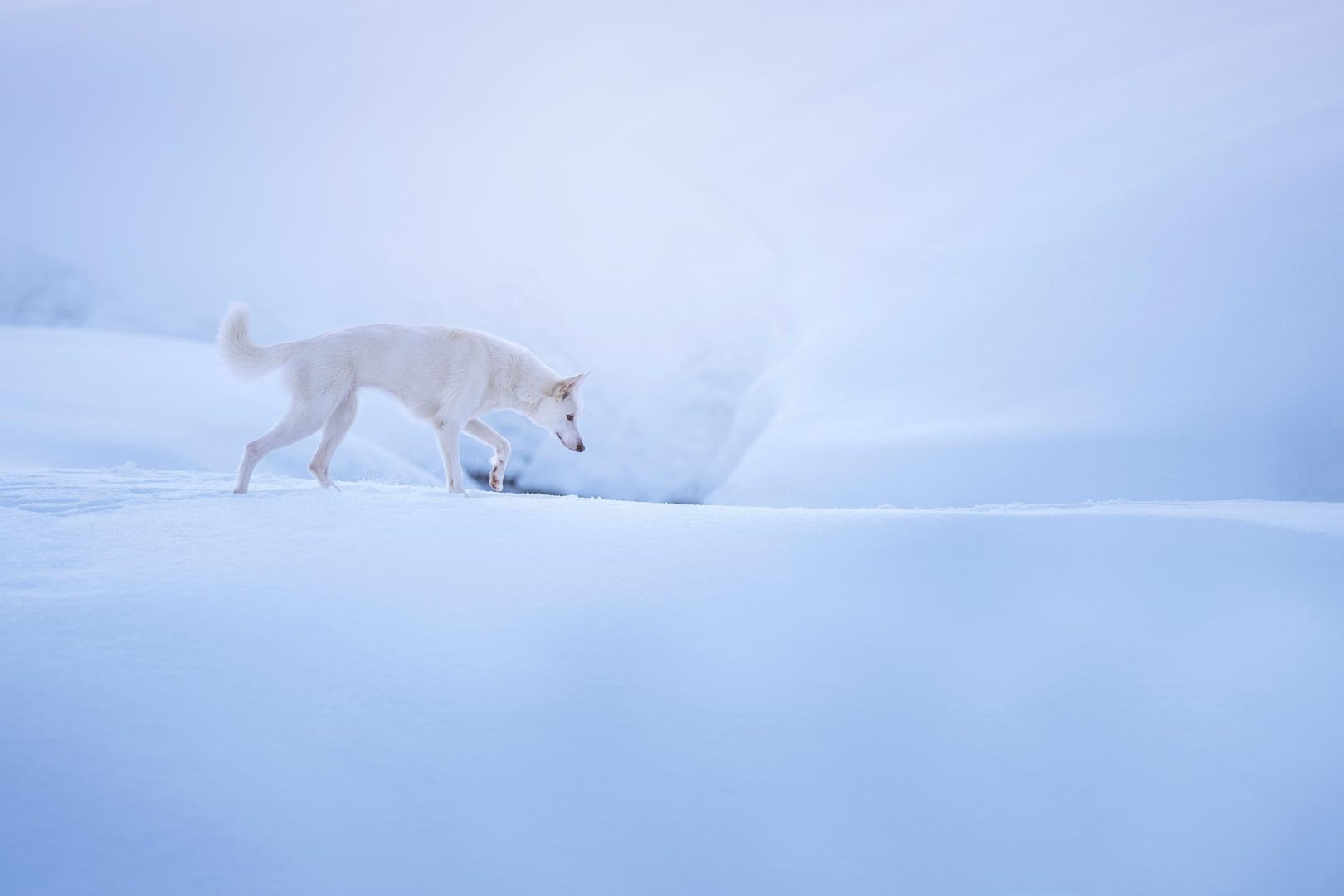 These Dog Photographer of the Year Winning Photos Will Have Your Tail Wagging All Day