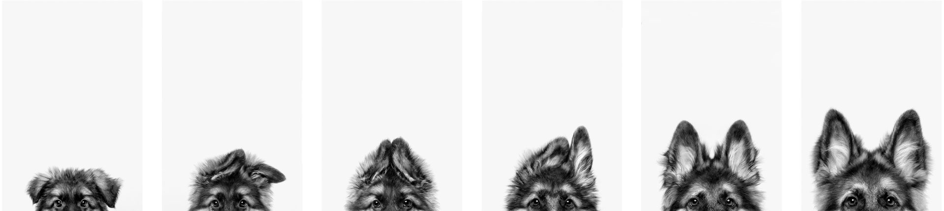 These Dog Photographer of the Year Winning Photos Will Have Your Tail Wagging All Day