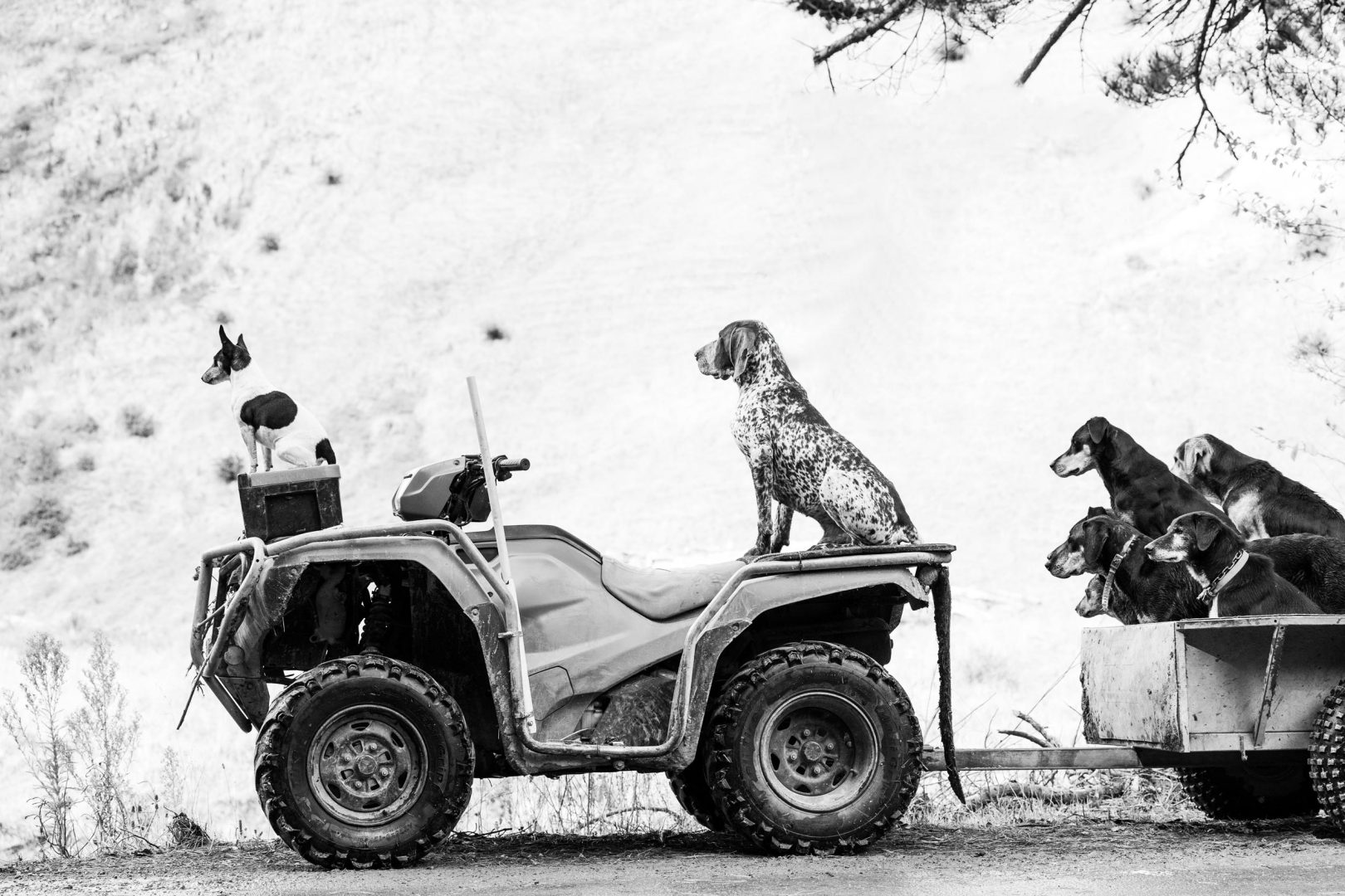 These Dog Photographer of the Year Winning Photos Will Have Your Tail Wagging All Day