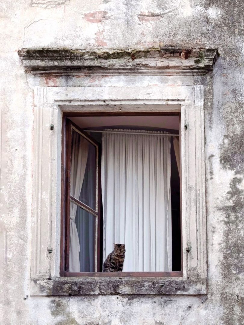 travel photography kotor cat