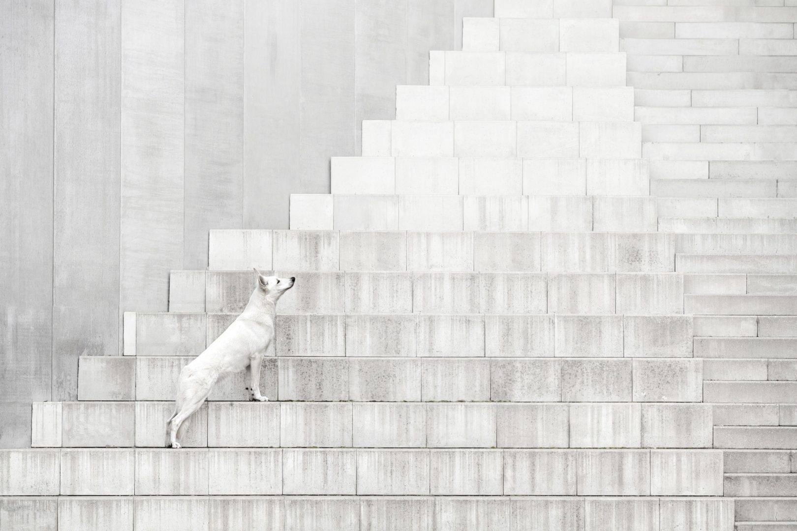 These Dog Photographer of the Year Winning Photos Will Have Your Tail Wagging All Day