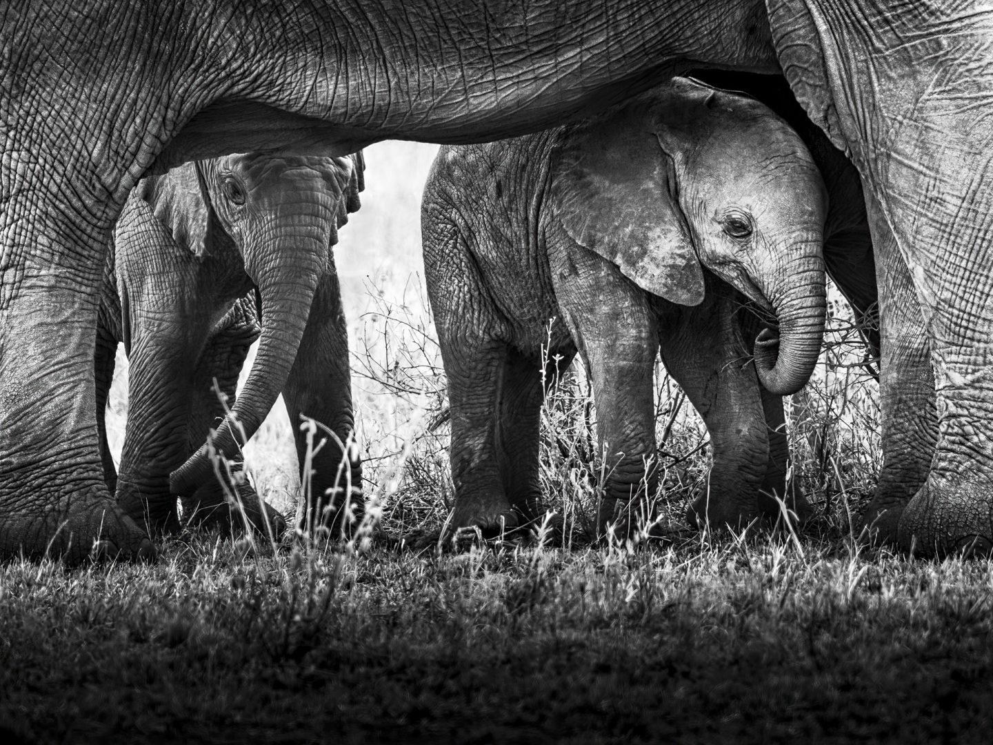 When there is commotion amongst elephants, the young elephants quickly seek protection in the centre of the herd. It doesn’t take long until the curiosity gets the better of them once again and they are eager to check out what the commotion was all about.