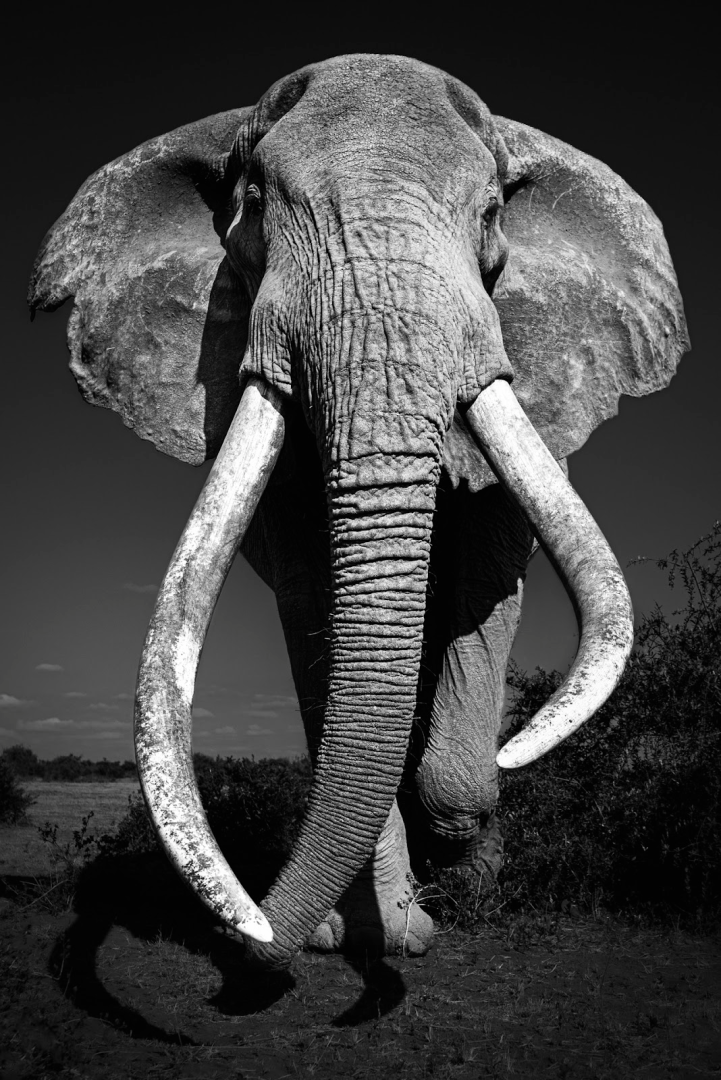 animal portrait