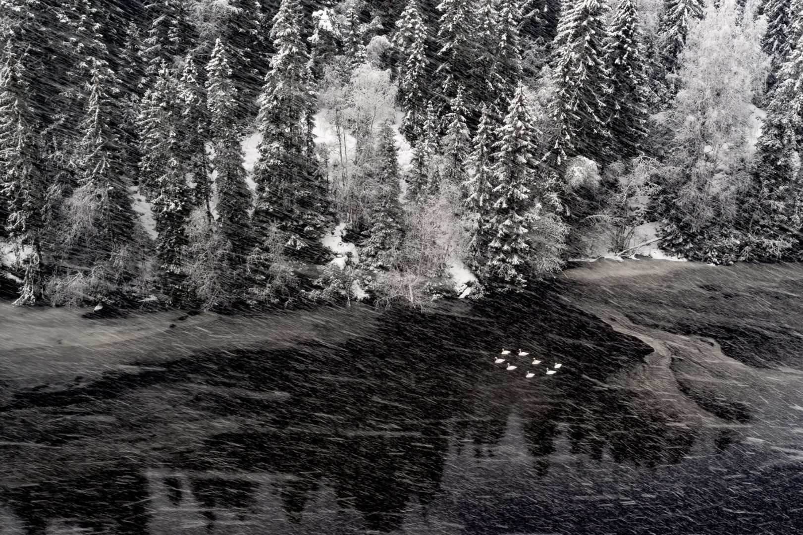 European Wildlife Photographer of the Year 2025