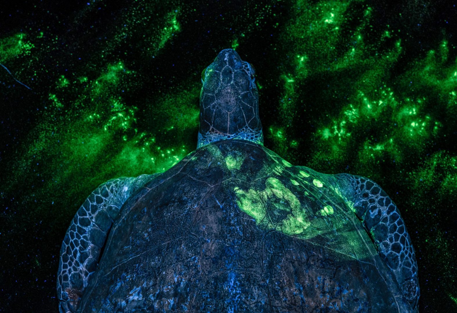European Wildlife Photographer of the Year 2025