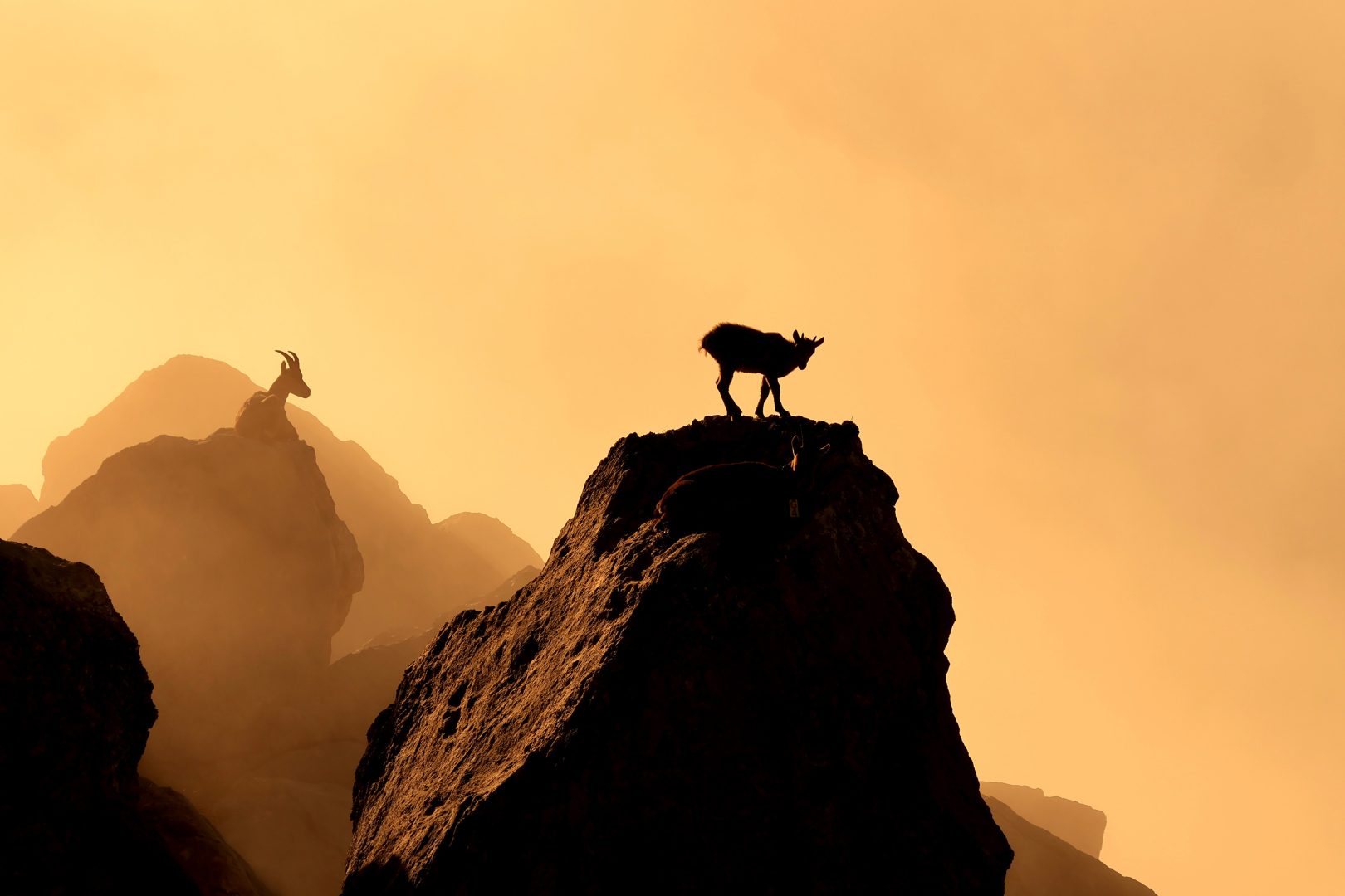 European Wildlife Photographer of the Year 2025 young
