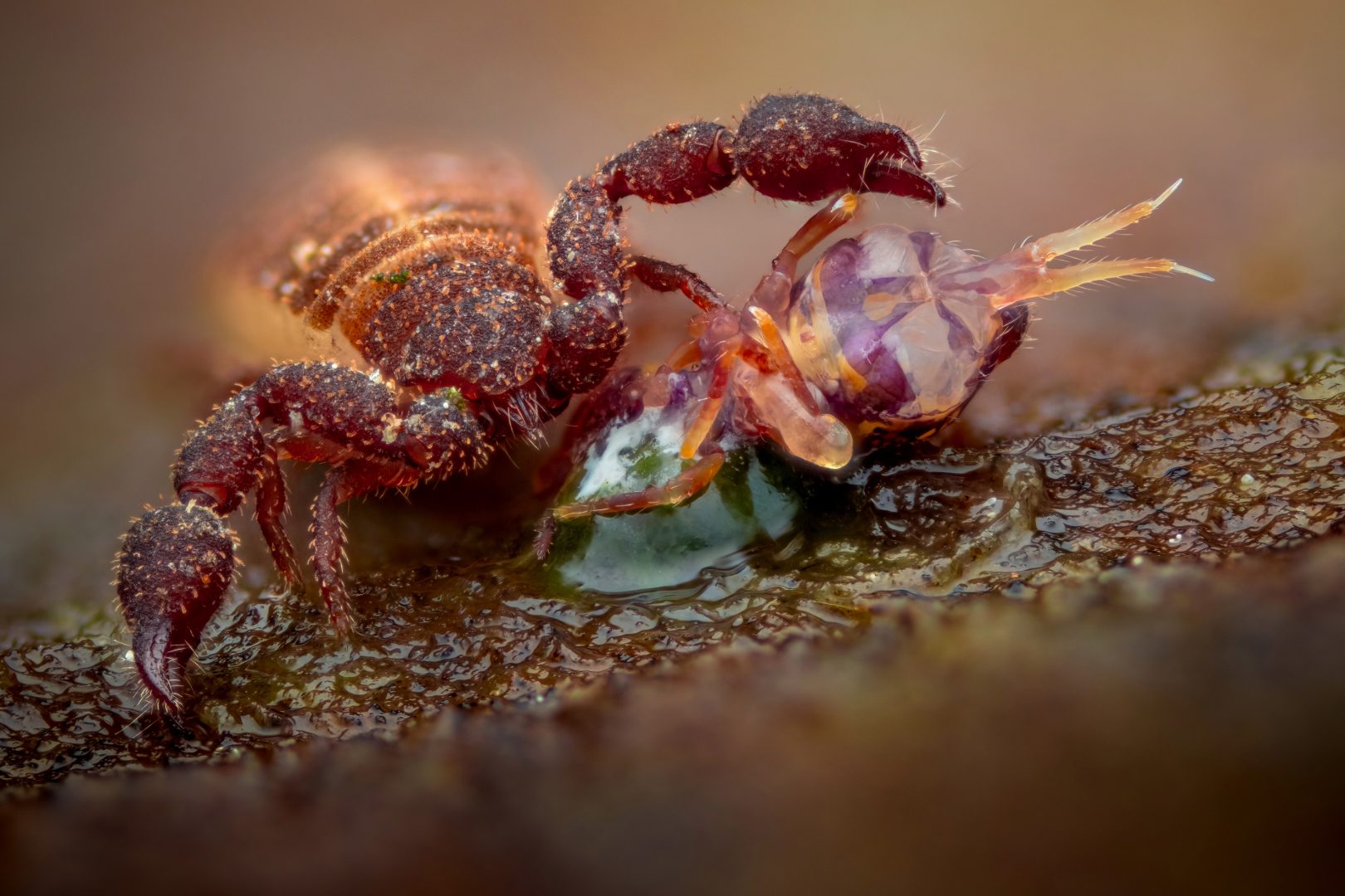 European Wildlife Photographer of the Year 2025 young