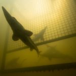 Rewilding Europe Award 2025 winner