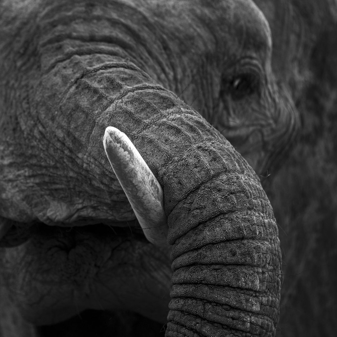 trunk detail