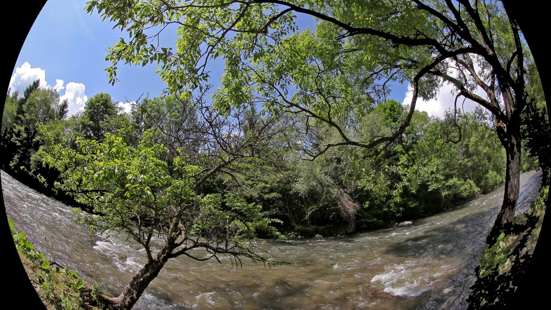 Fisheye lens photograph capturing flowing river surrounded by lush green trees, curved branches overhead, blue sky with white clouds, creating dramatic ultra-wide panoramic nature perspective.