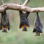 three bats hanging in a branch