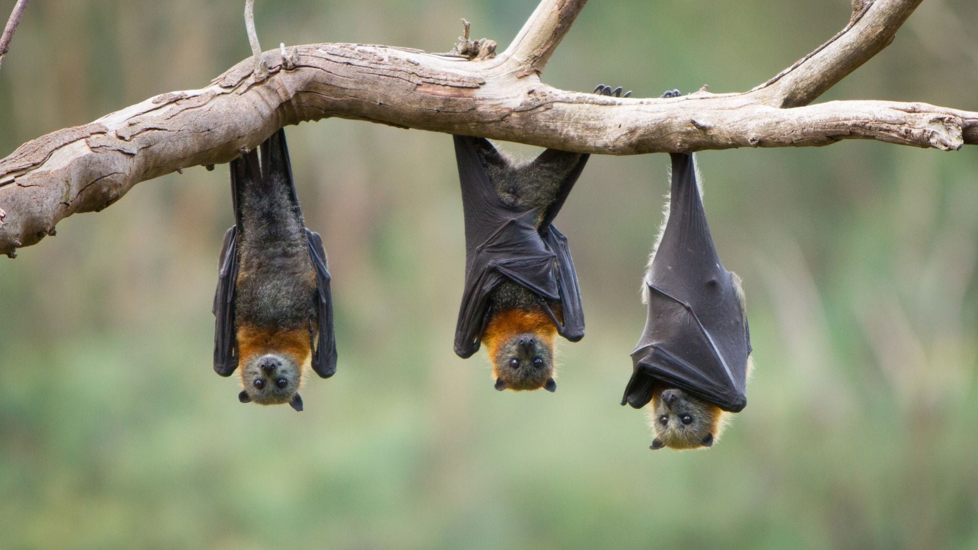 This Biologist's Wildlife Bat Photography Are Breaking the Internet