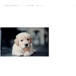 WPS Photos Editor interface showing crop tool highlighted with red arrow, displaying golden retriever puppy photo with shape options, aspect ratio settings, size inputs, and rotate controls.