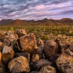 Ancient spiral petroglyphs carved on rocks in Arizona desert. Saguaro cactus forest and mountains under dramatic cloudy sky captured during golden hour sunset light.