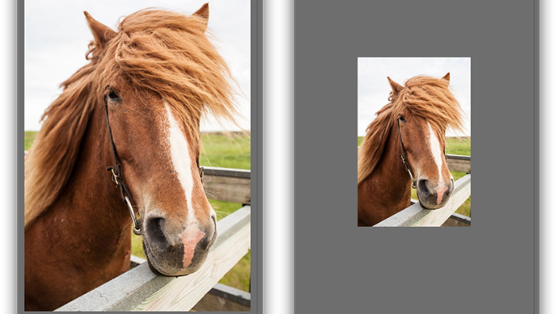 Side-by-side comparison showing original brown horse portrait and cropped version, demonstrating tighter composition focusing on horse's face with flowing mane at fence.