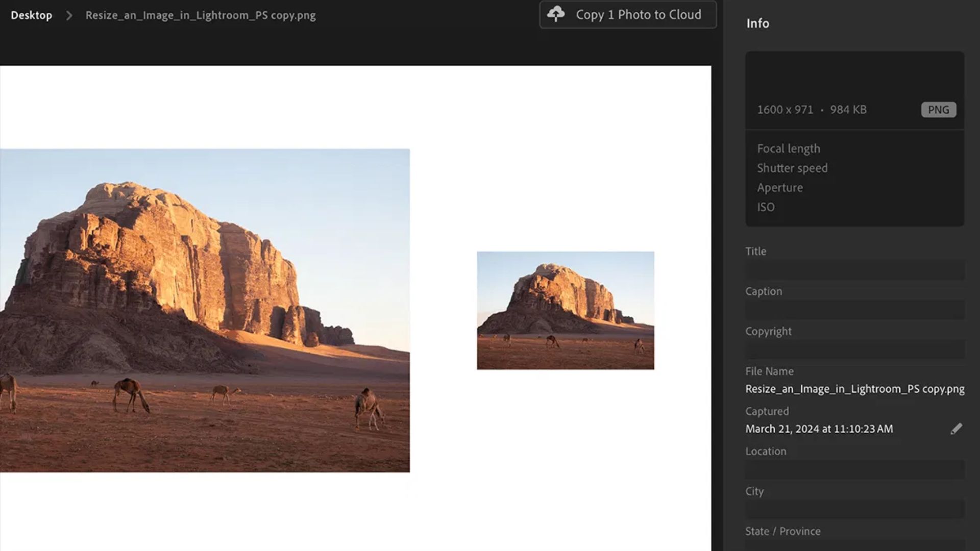 Lightroom desktop showing desert mountain photo with camels, displaying original large image and smaller resized version with file info panel showing dimensions and metadata.