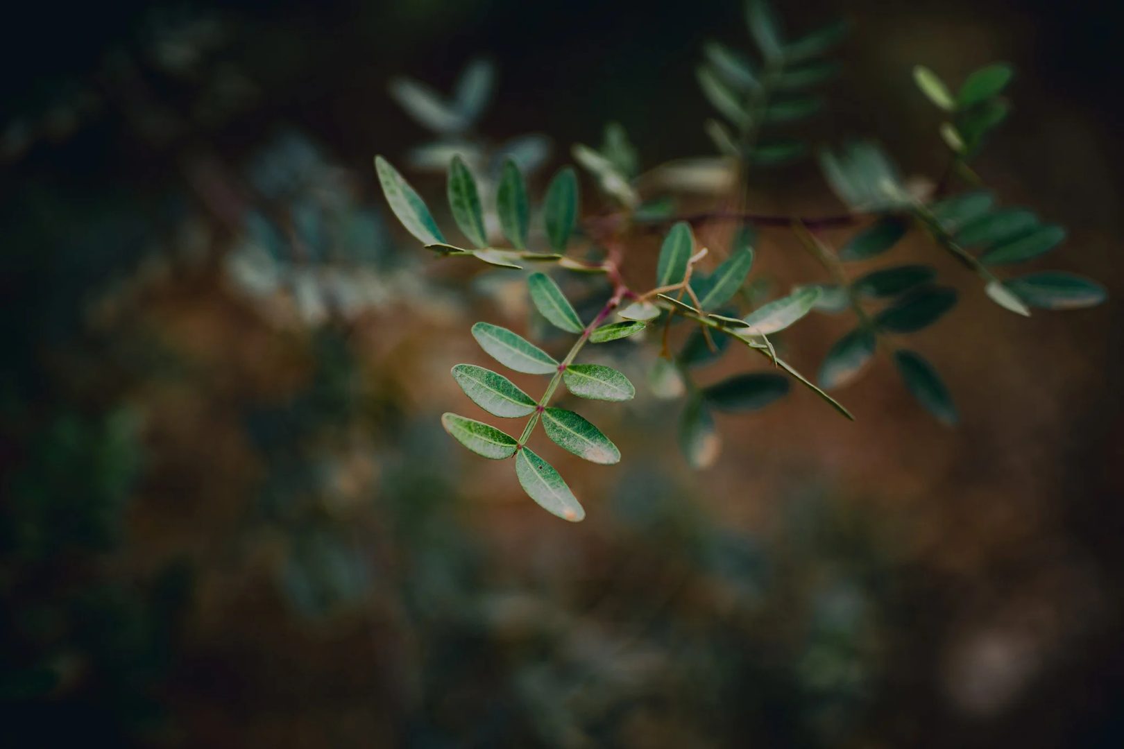 Viltrox 50mm F1.4 Pro FE