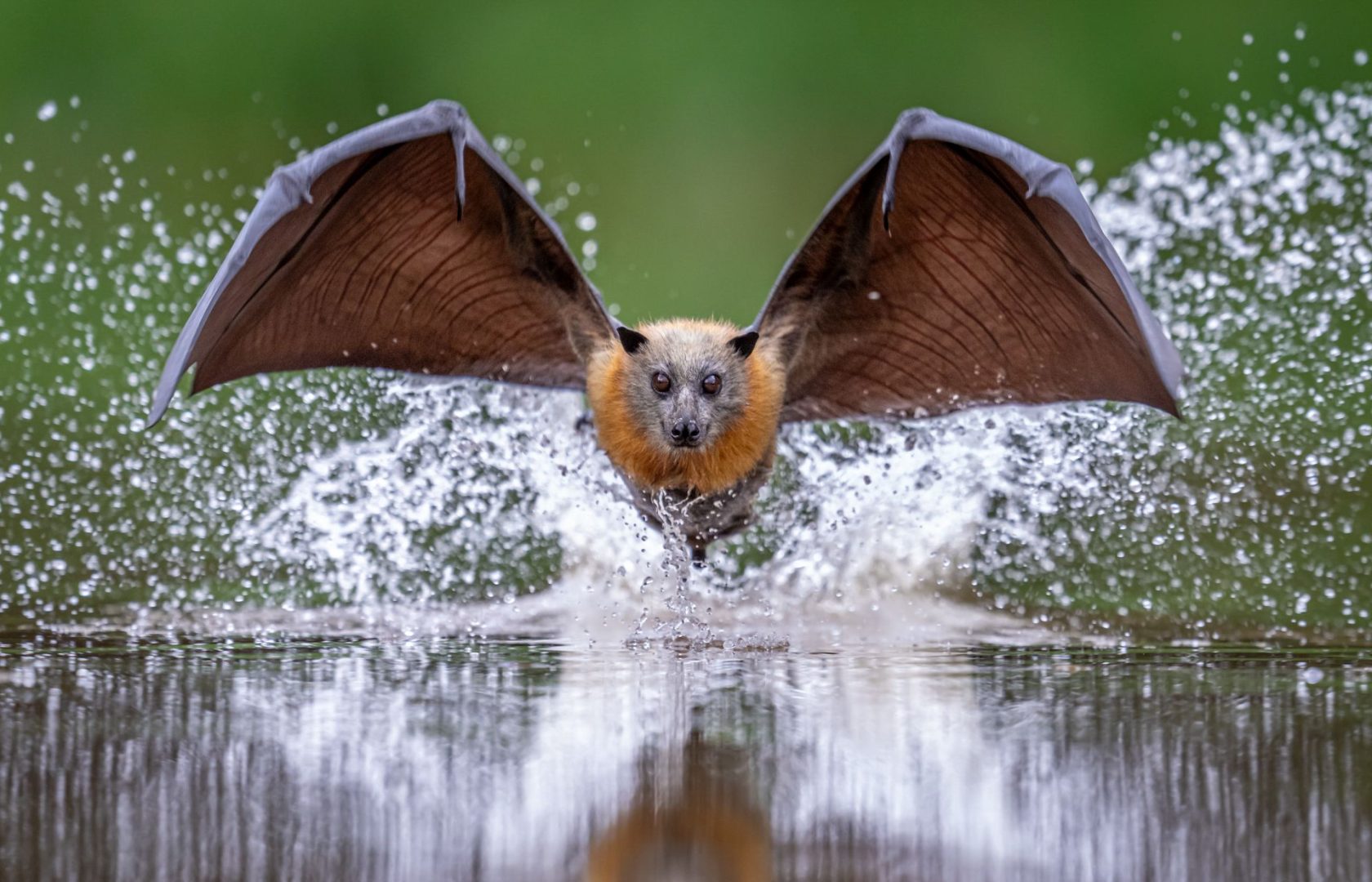 Close-Up Photographer of the Year 2025