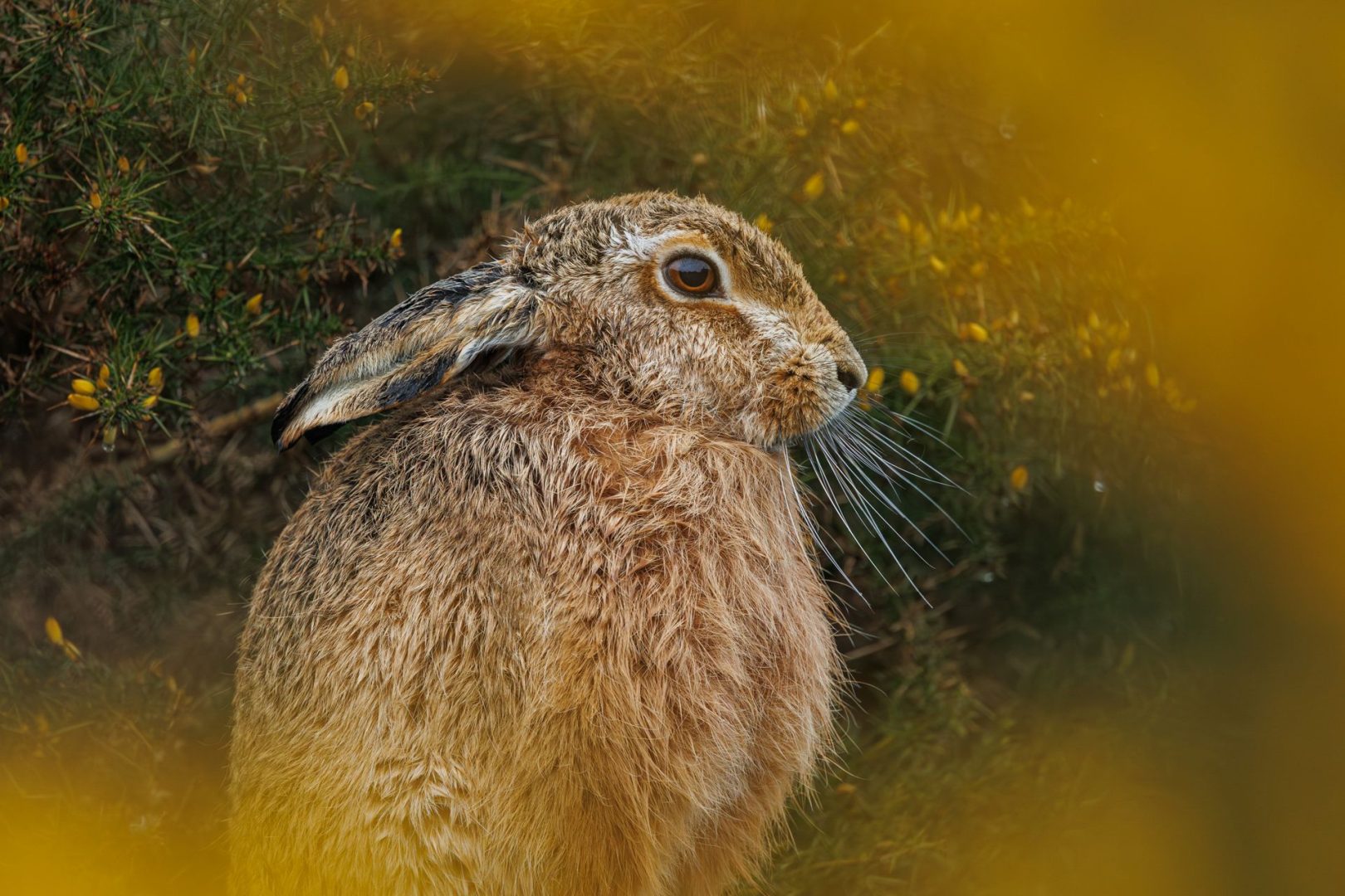 Close-Up Photographer of the Year 2025