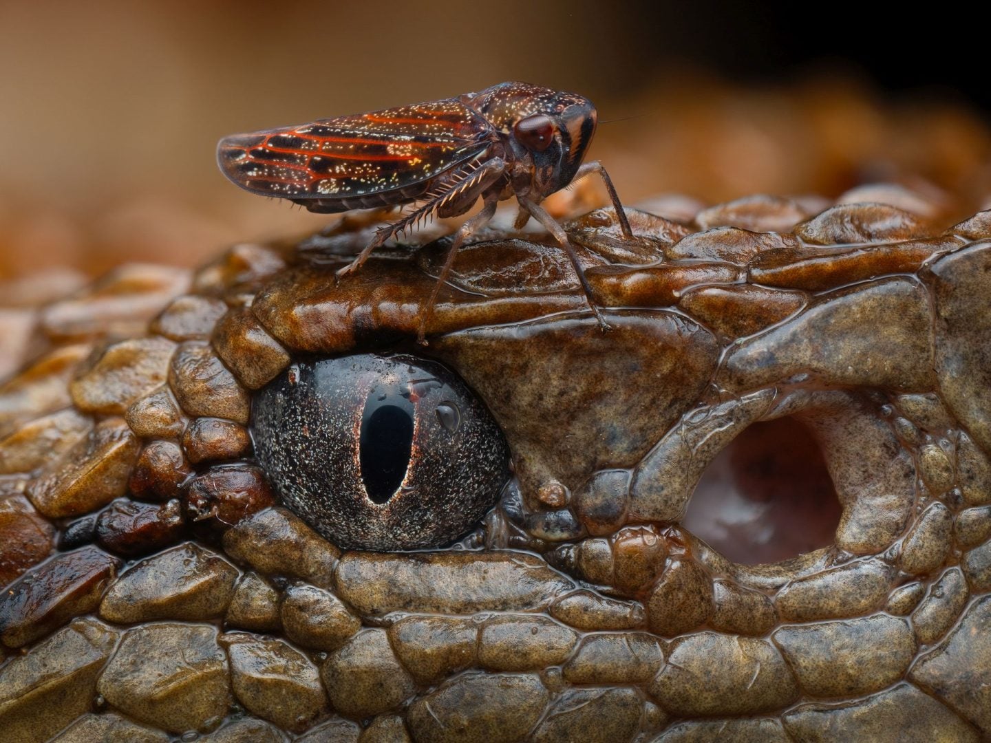 Close-Up Photographer of the Year 2025