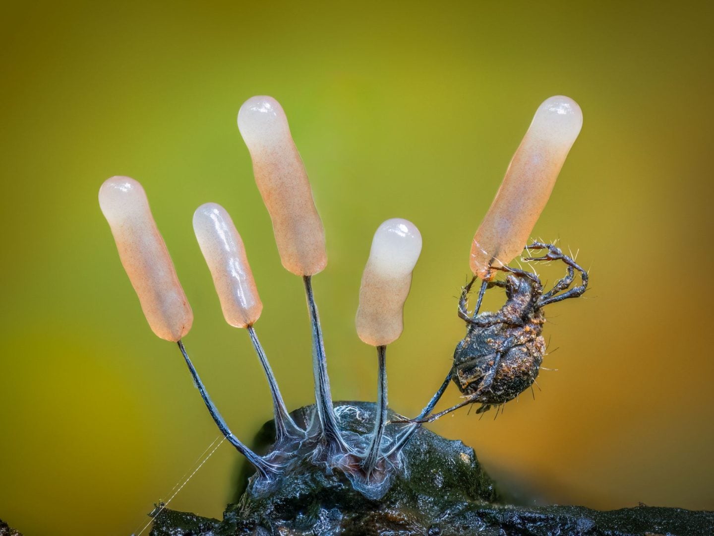 Close-Up Photographer of the Year 2025