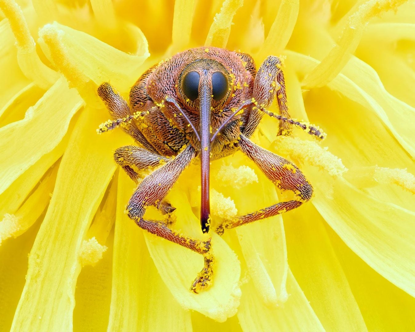 Close-Up Photographer of the Year 2025