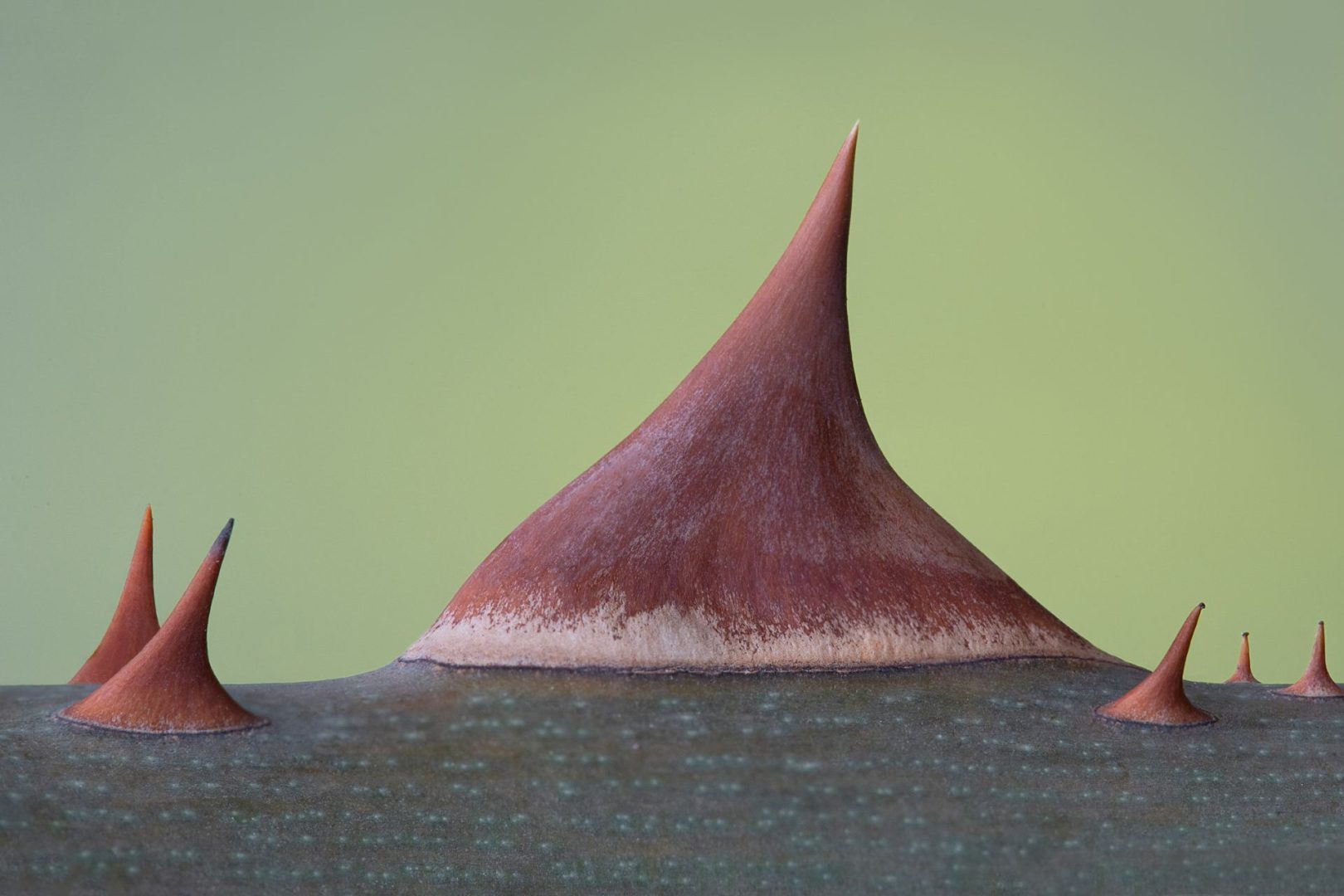 Close-Up Photographer of the Year 2025