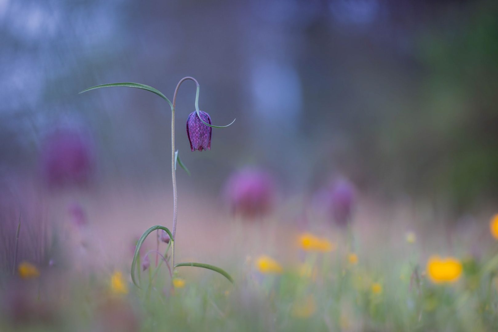 Close-Up Photographer of the Year 2025