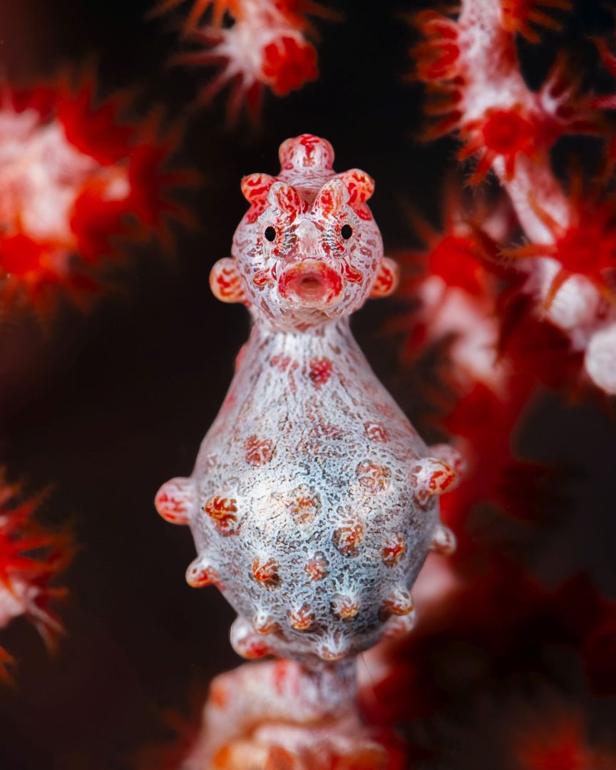 Close-Up Photographer of the Year 2025
