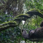 Nature inFocus