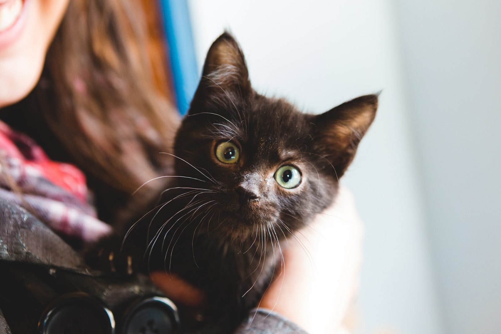 cat photography