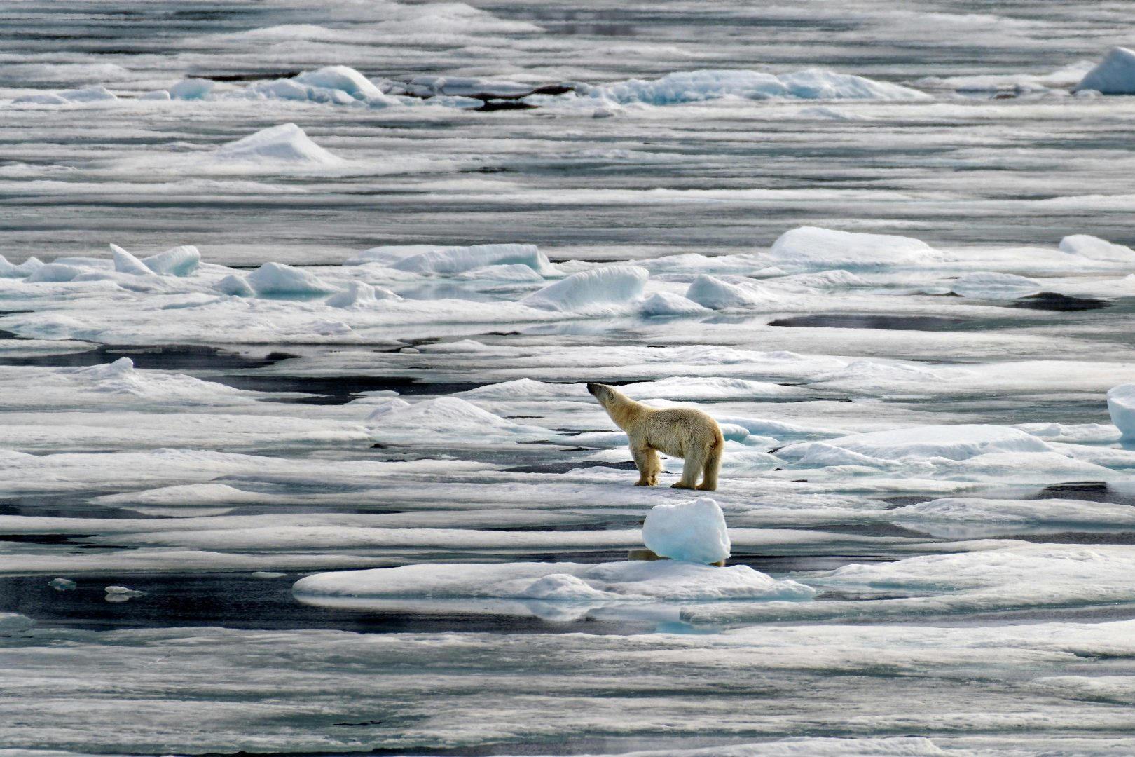 Drone guidelines around polar bears