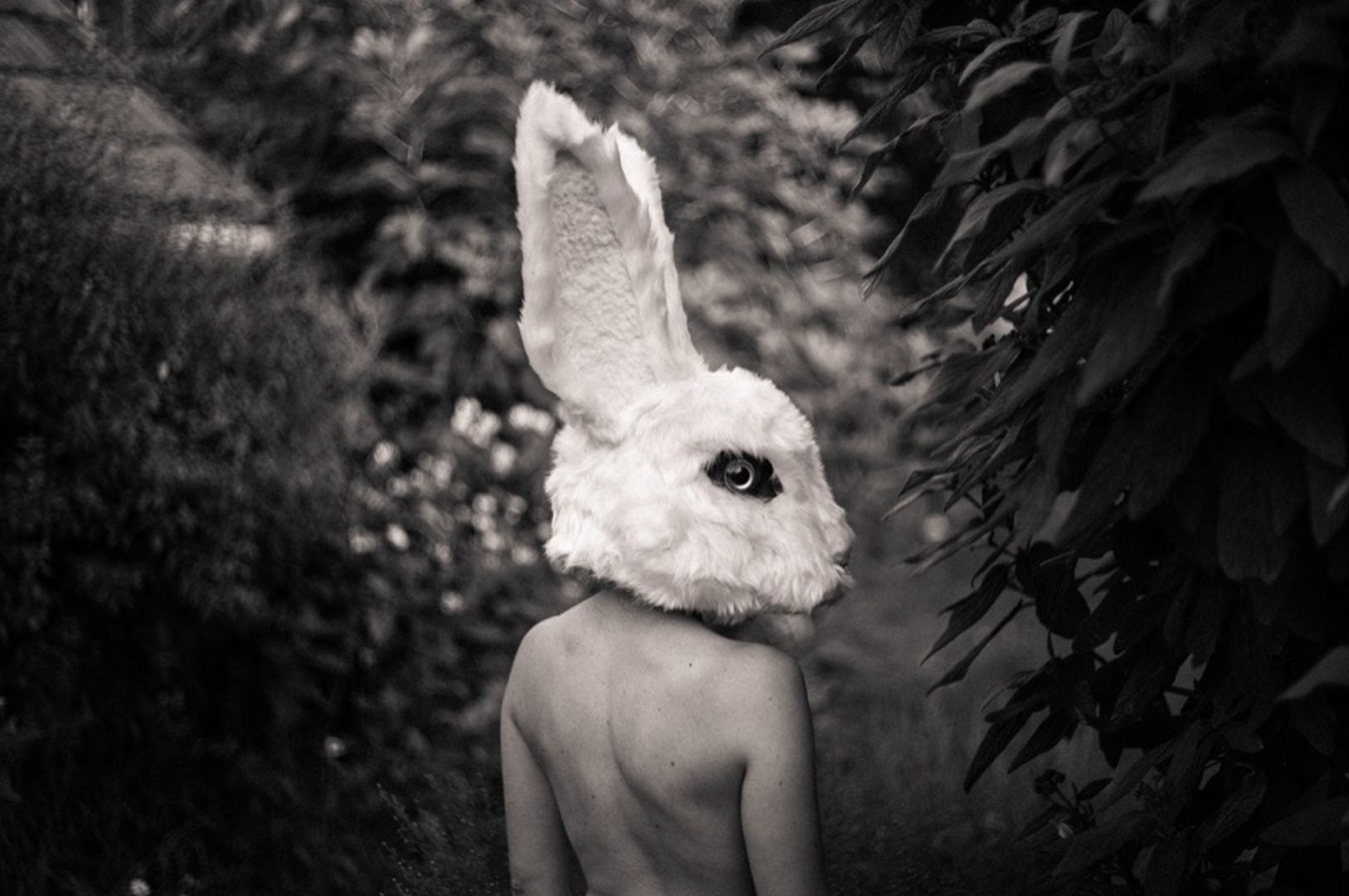 The White Rabbit
