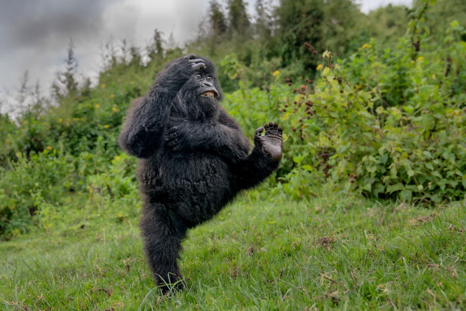Comedy Wildlife 2025