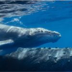 Two humpback whales swimming just below water surface. Adult and juvenile whale showing distinctive bumpy heads and tubercles with sunlight filtering through rippling ocean surface above.