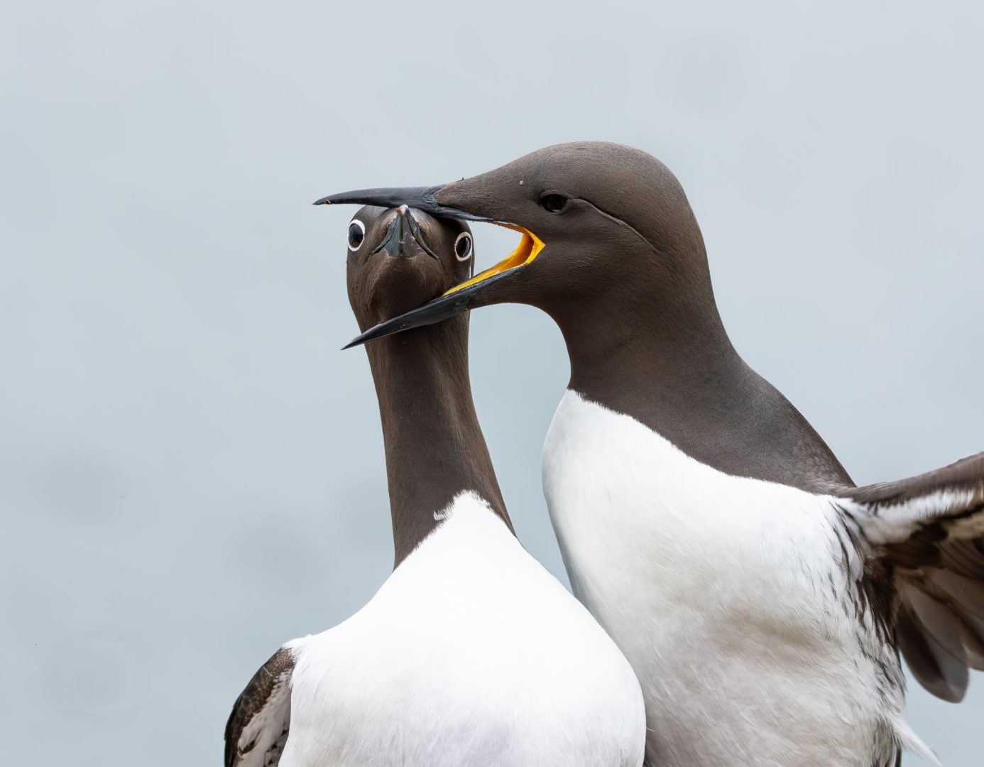 birds in headlock
