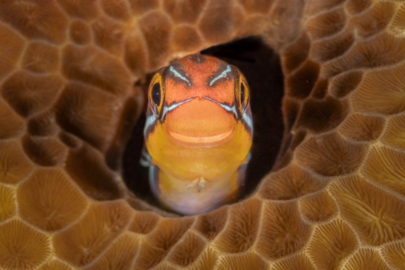 Nikon Comedy Wildlife Awards