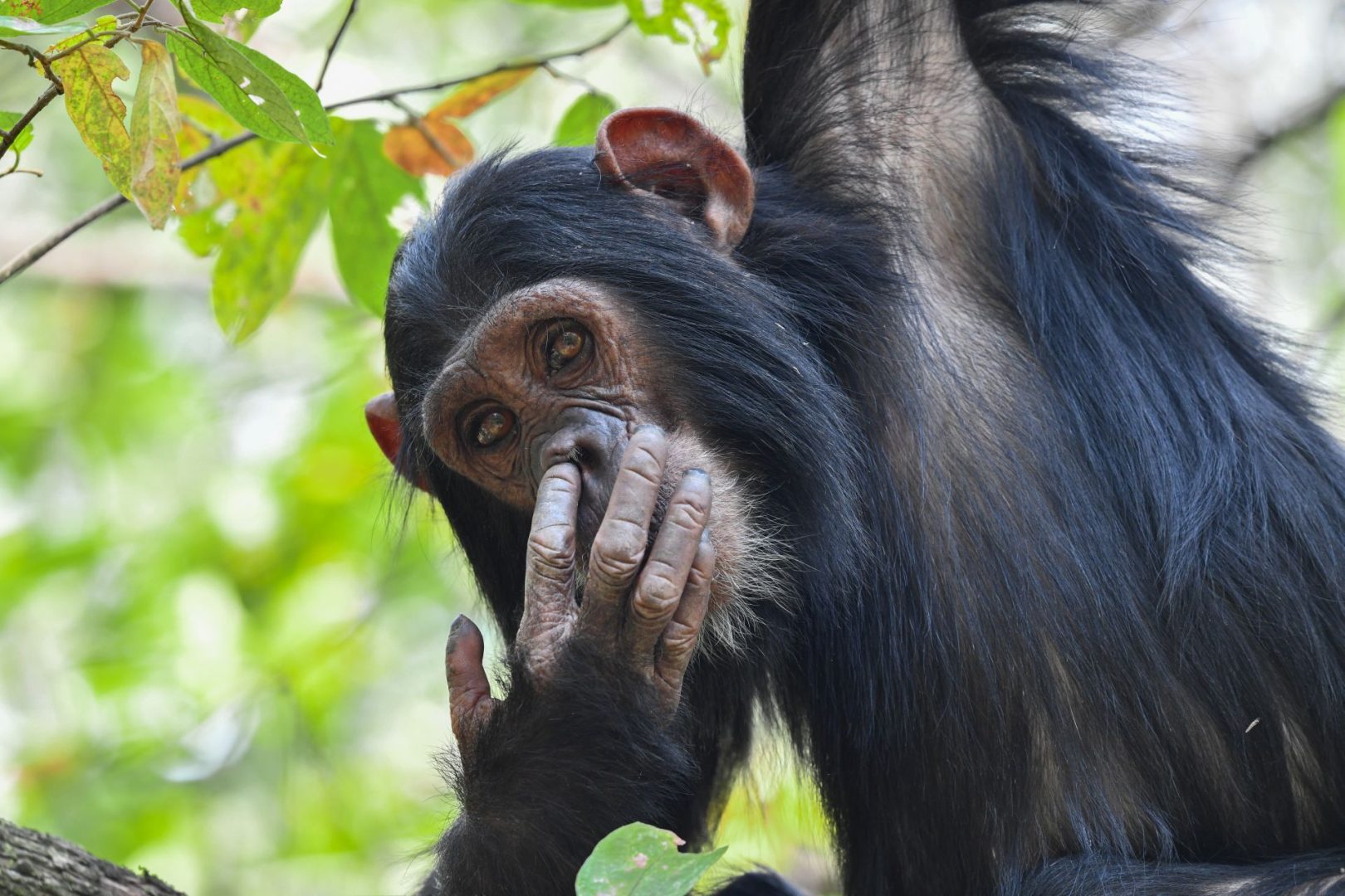 Nikon Comedy Wildlife Awards 2025