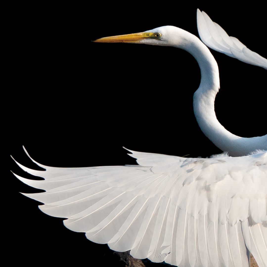This Photographer Turned His Doorstep into a Wildlife Project. Here’s How to Capture Neighborhood Wildlife