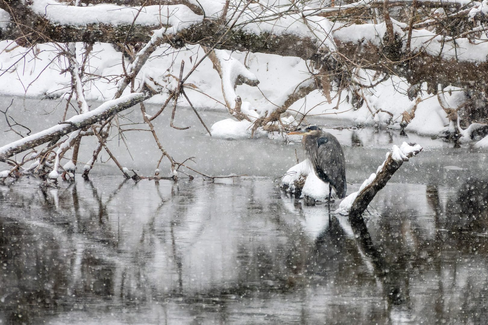 This Photographer Turned His Doorstep into a Wildlife Project. Here’s How to Capture Neighborhood Wildlife