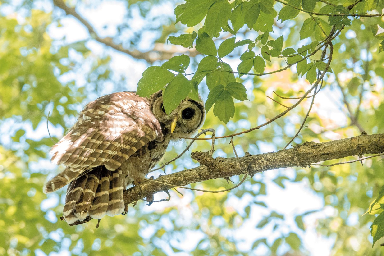This Photographer Turned His Doorstep into a Wildlife Project. Here’s How to Capture Neighborhood Wildlife