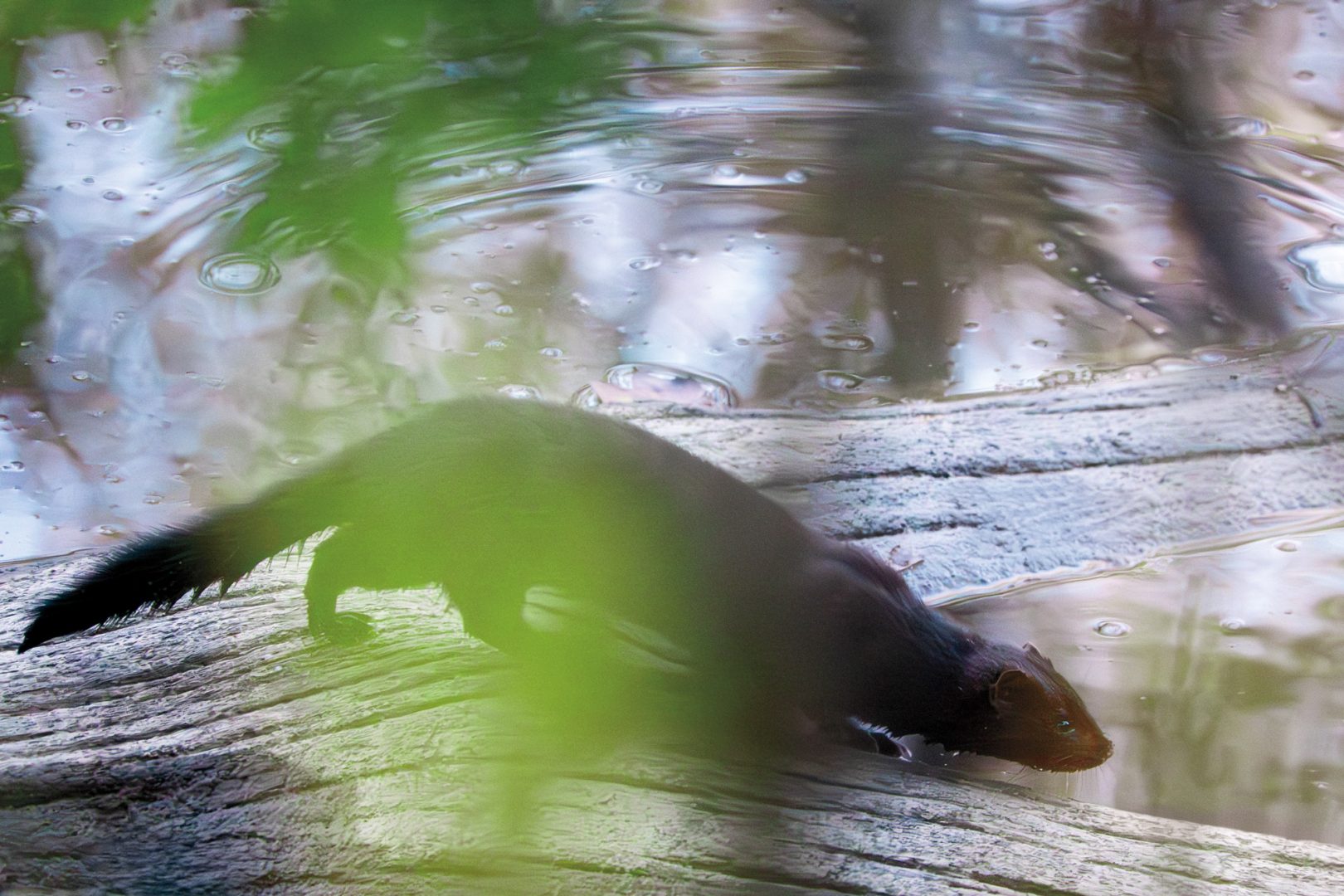 This Photographer Turned His Doorstep into a Wildlife Project. Here’s How to Capture Neighborhood Wildlife