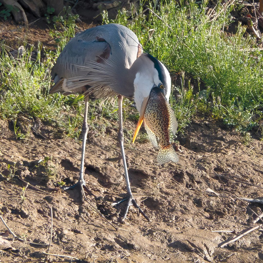 This Photographer Turned His Doorstep into a Wildlife Project. Here’s How to Capture Neighborhood Wildlife