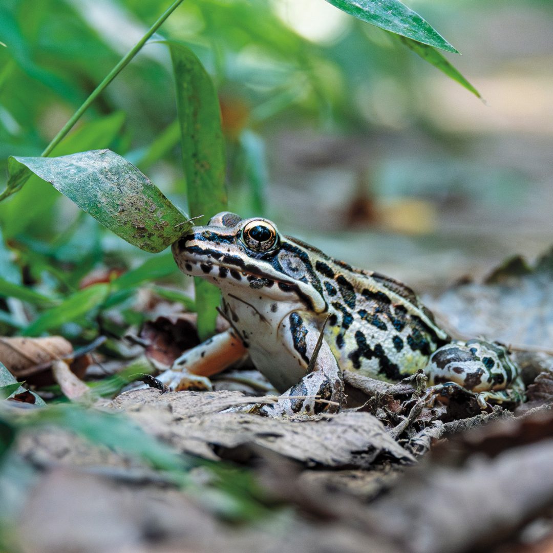 This Photographer Turned His Doorstep into a Wildlife Project. Here’s How to Capture Neighborhood Wildlife