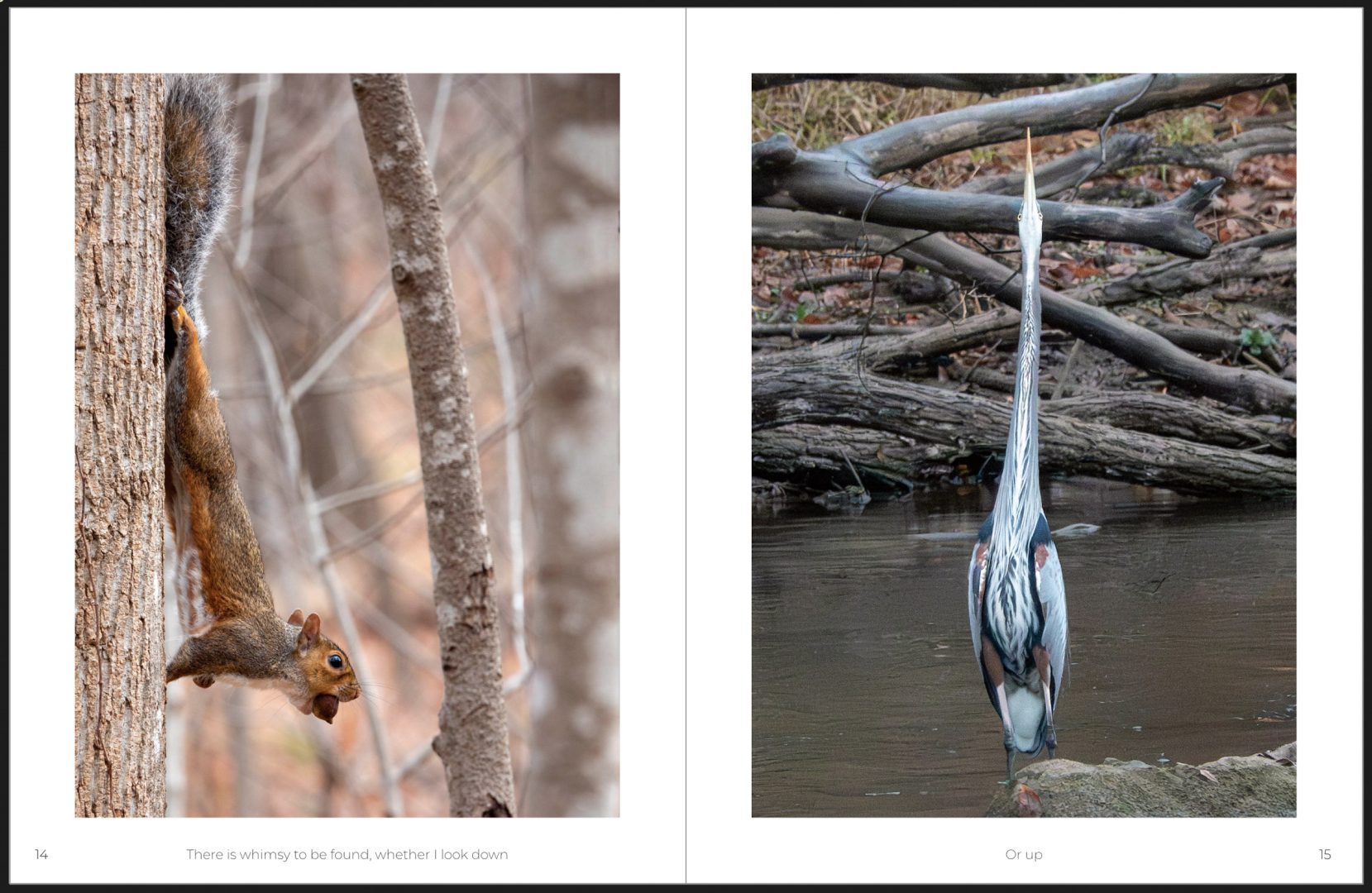 This Photographer Turned His Doorstep into a Wildlife Project. Here’s How to Capture Neighborhood Wildlife
