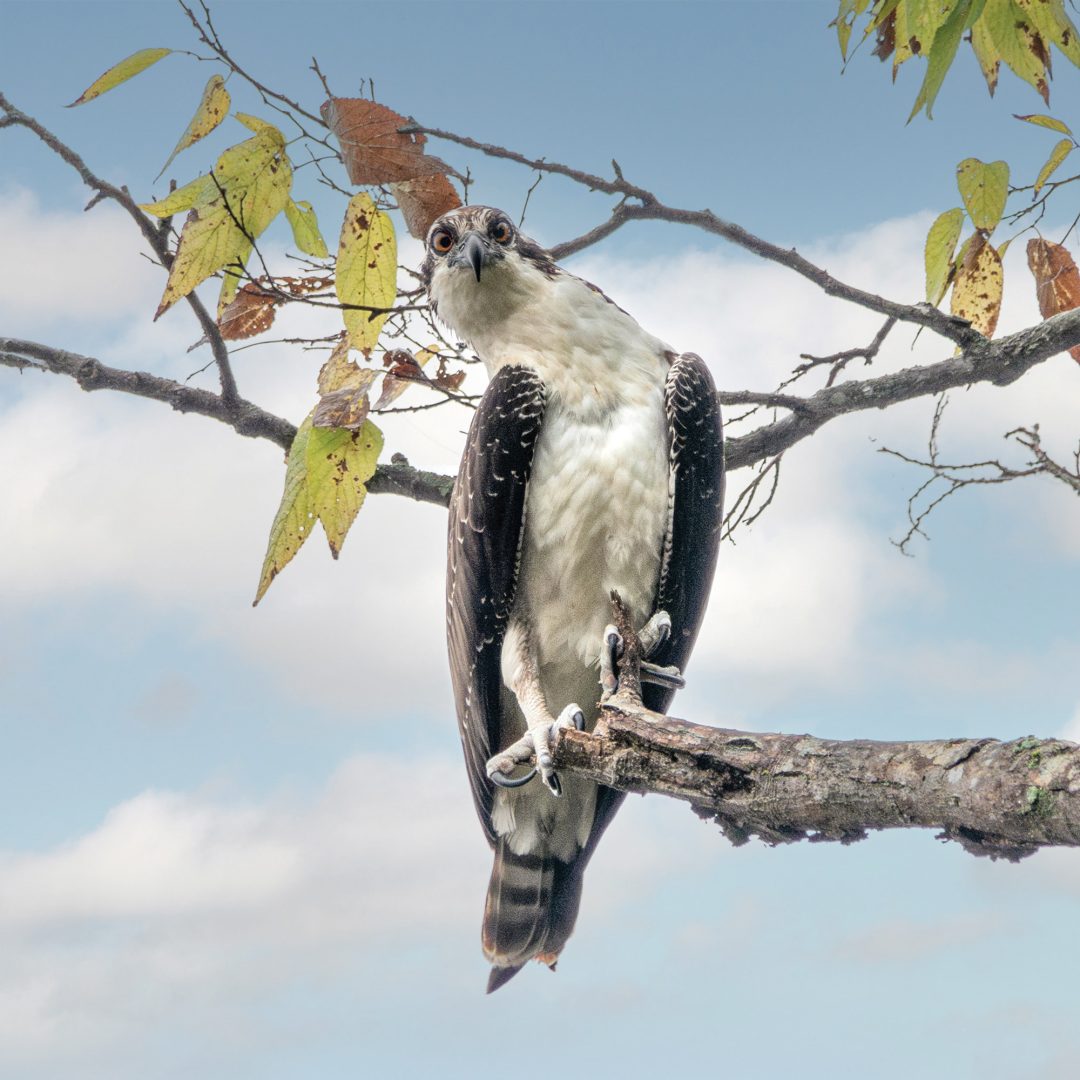 This Photographer Turned His Doorstep into a Wildlife Project. Here’s How to Capture Neighborhood Wildlife