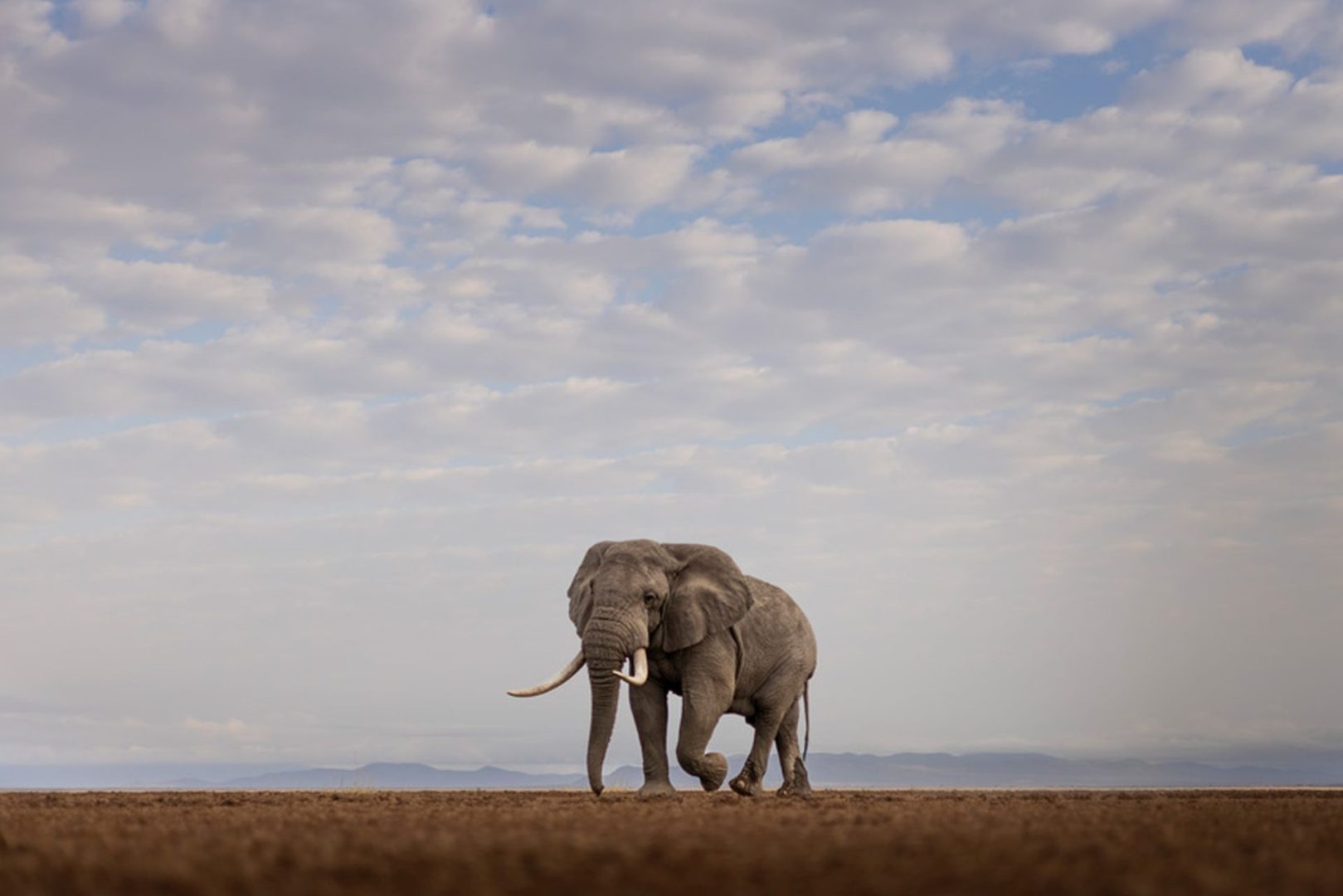 elephant and the sky